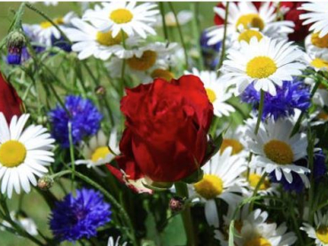 Malmesbury Open Gardens